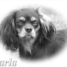 Cavalier king charles spaniel - Carla - 1 år