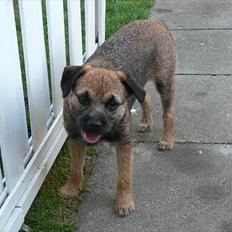 Border terrier Lutra's Belle