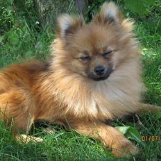 Pomeranian Figgi