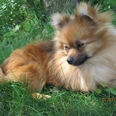 Pomeranian Figgi