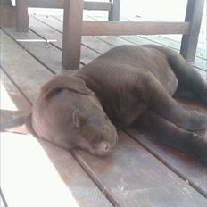 Labrador retriever muffi