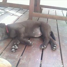 Labrador retriever muffi