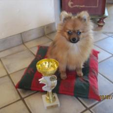 Pomeranian Figgi