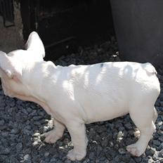 Fransk bulldog Marie