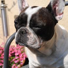 Fransk bulldog GISMO