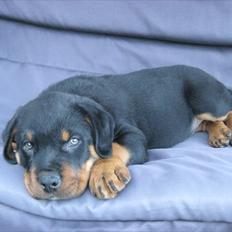 Rottweiler Barney