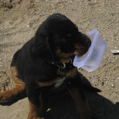 Rottweiler Barney