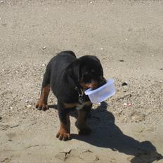 Rottweiler Barney