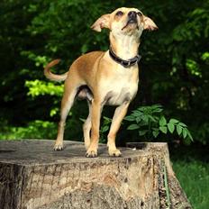 Dvaergpinscher Bambam