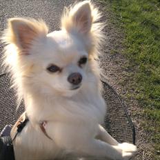 Chihuahua Timon