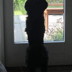 Blanding af racer Luna - Den nuttede