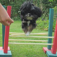 Blanding af racer Luna - Den nuttede