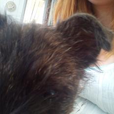Cairn terrier Liam Jeg Vil Fortsat Elske Dig <3