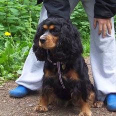 Blanding af racer Lexus