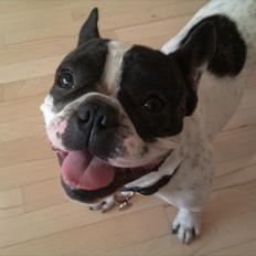 Fransk bulldog Sammi