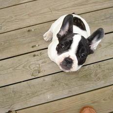 Fransk bulldog Sammi