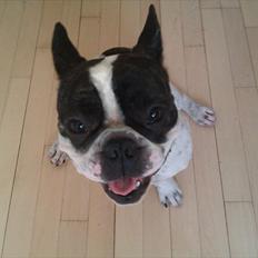 Fransk bulldog Sammi