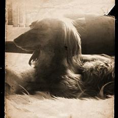 Miniature gravhund Tia