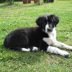 Border collie /Kleiner Münsterländer Milo