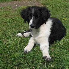 Border collie /Kleiner Münsterländer Milo