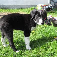 Border collie /Kleiner Münsterländer Milo