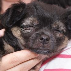Chihuahua Berta