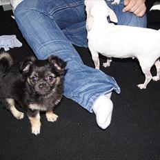 Chihuahua Berta