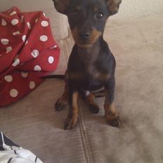 Dvaergpinscher Joey