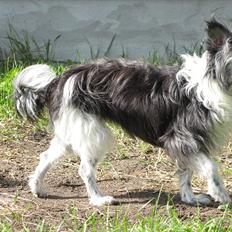 Chinese crested powder puff Soffie