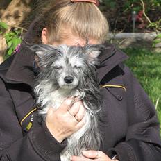 Chinese crested powder puff Soffie