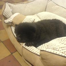 Chow chow Bambi