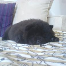 Chow chow Bambi