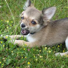 Chihuahua Adam