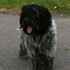 Schapendoes Schaploni Bantam Blue (Karlo)