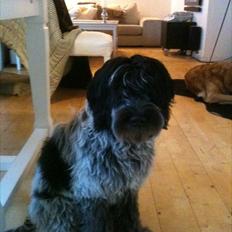 Schapendoes Schaploni Bantam Blue (Karlo)