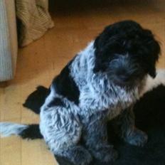 Schapendoes Schaploni Bantam Blue (Karlo)