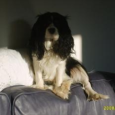 Cavalier king charles spaniel Vicky (R.I.P)