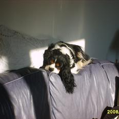 Cavalier king charles spaniel Vicky (R.I.P)