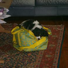 Cavalier king charles spaniel Vicky (R.I.P)