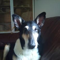 Collie korthåret Filla (R.I.P)