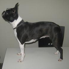 Boston terrier Tami