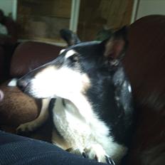 Collie korthåret Filla (R.I.P)