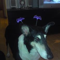 Collie korthåret Filla (R.I.P)