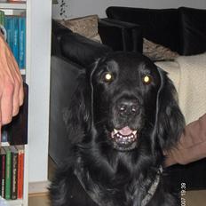 Flat coated retriever Black Amandas JellyBean (Camillo) R.I.P :')