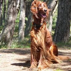 Irsk setter Highland Flowers A New Dawn "Tessa"