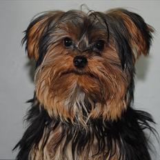 Yorkshire terrier Little Big horns Albert