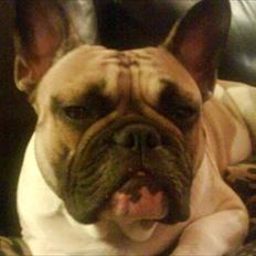 Fransk bulldog Kaizer Zoze