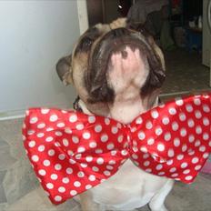 Fransk bulldog Kaizer Zoze