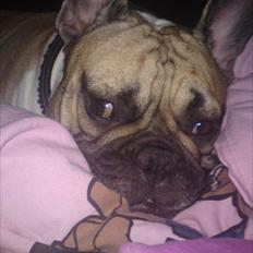 Fransk bulldog Kaizer Zoze