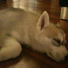 Siberian husky Chilli